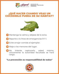 Cocodrilo en playas de Bucerias