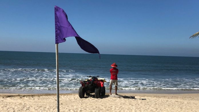 Cocodrilo en playas de Bucerias