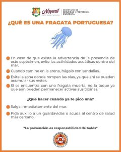 Presencia de Fragata Portuguesa en playa Los Ayala