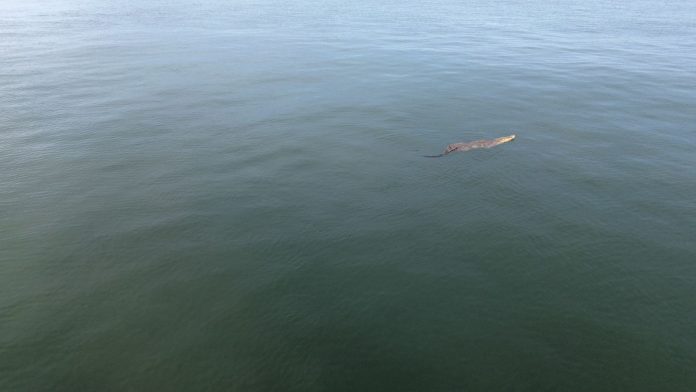 Nueva alerta de Cocodrilo en Bahía de Banderas