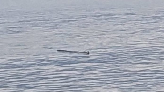 Playa de Bucerías cerrada por presencia de cocodrilo