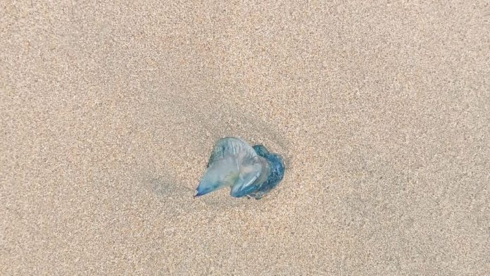 Presencia de Fragata Portuguesa en playa Los Ayala