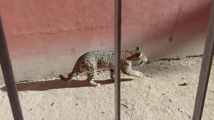 La presencia de jaguar obliga a evacuar el jardín de niños