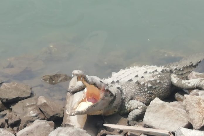Esta mañana hay playas cerradas por cocodrilo en Bahía de Banderas