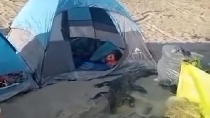 Cocodrilo durmió junto a campistas en Boca de Iguanas, Jalisco