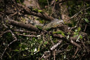 Estero El Salado permanecerá cerrado al público en Semana Santa