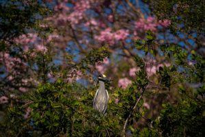 Estero El Salado permanecerá cerrado al público en Semana Santa