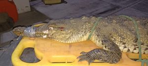 Cocodrilo muere atropellado en Nuevo Vallarta