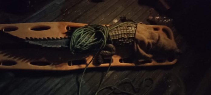 Cocodrilo muere atropellado en Nuevo Vallarta