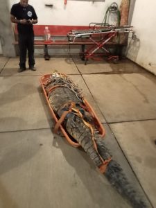 Cocodrilo adulto fue capturado en La Peñita