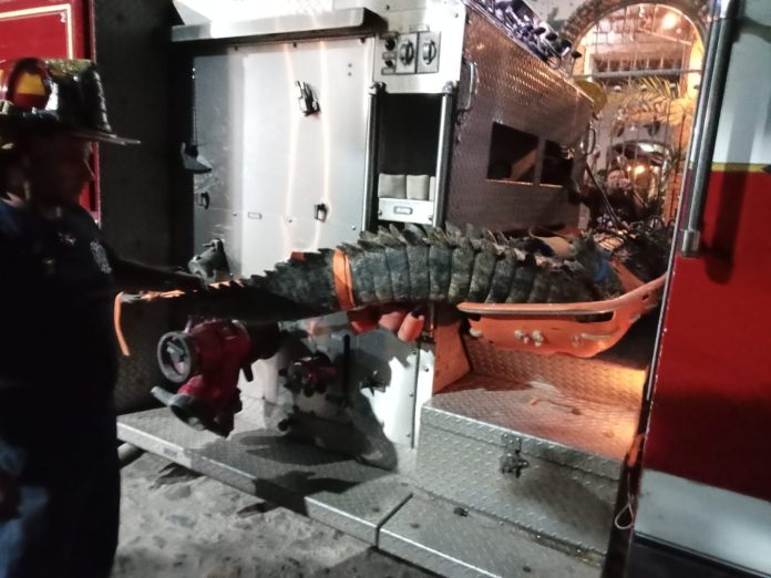 Cocodrilo adulto fue capturado en La Peñita