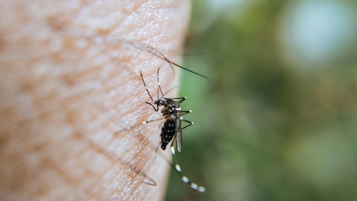 Suben a 342 los casos de dengue en Puerto Vallarta, mientras que el estado de Jalisco alcanza los 5783 contagios