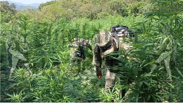 Plantío de mariguana, destruido en Mascota por Sedena (Videos)