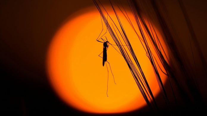 Los casos de dengue suben en la región sanitaria de Puerto Vallarta incrementaron a 499, con 107 nuevos casos en una semana