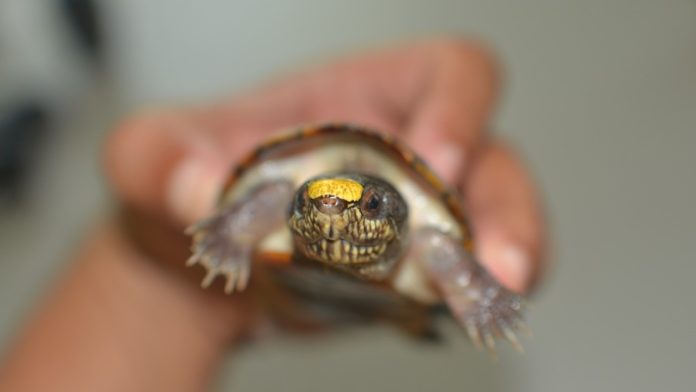 Casquito de Vallarta, roban seis especímenes del CUCosta (Video)