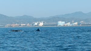 Avistamiento de Ballenas en Puerto Vallarta (Video)
