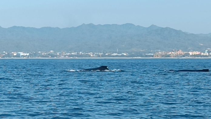 Avistamiento de Ballenas en Puerto Vallarta (Video)