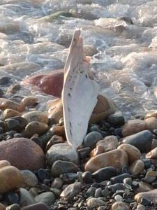 Un ballenato muerto en el malecón de Puerto Vallarta fue devuelto al mar por Protección Civil tras autorización de SEMARNAT