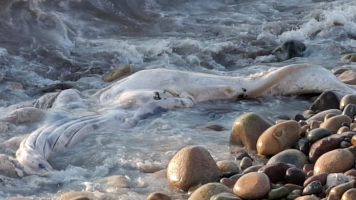 Un ballenato muerto en el malecón de Puerto Vallarta fue devuelto al mar por Protección Civil tras autorización de SEMARNAT