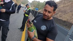Al menos seis personas resultaron lesionadas tras un choque en la carretera Tepic-Guadalajara entre un autobús de pasajeros y camión de carga