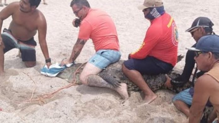 Un cocodrilo sorprendió a turistas al realizar el 