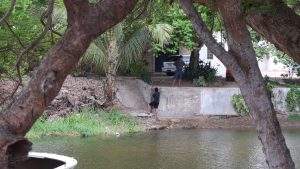 Un cocodrilo mordió a un menor en Compostela. El niño pescaba en el estero Paraíso Escondido. Autoridades piden reforzar la seguridad