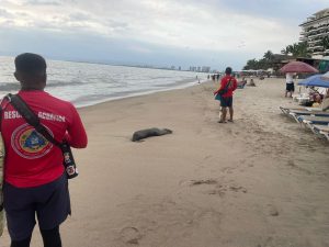 Muere lobo marino en playas de Puerto Vallarta. Fue trasladado a un centro especializado, pero no logró recuperarse debido a su grave estado