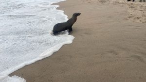Muere lobo marino en playas de Puerto Vallarta. Fue trasladado a un centro especializado, pero no logró recuperarse debido a su grave estado