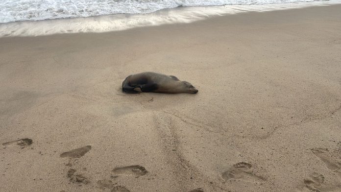 Muere lobo marino en playas de Puerto Vallarta. Fue trasladado a un centro especializado, pero no logró recuperarse debido a su grave estado