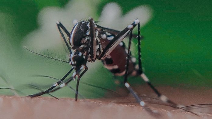 Dengue: Secretaría de Salud llama a reforzar acciones